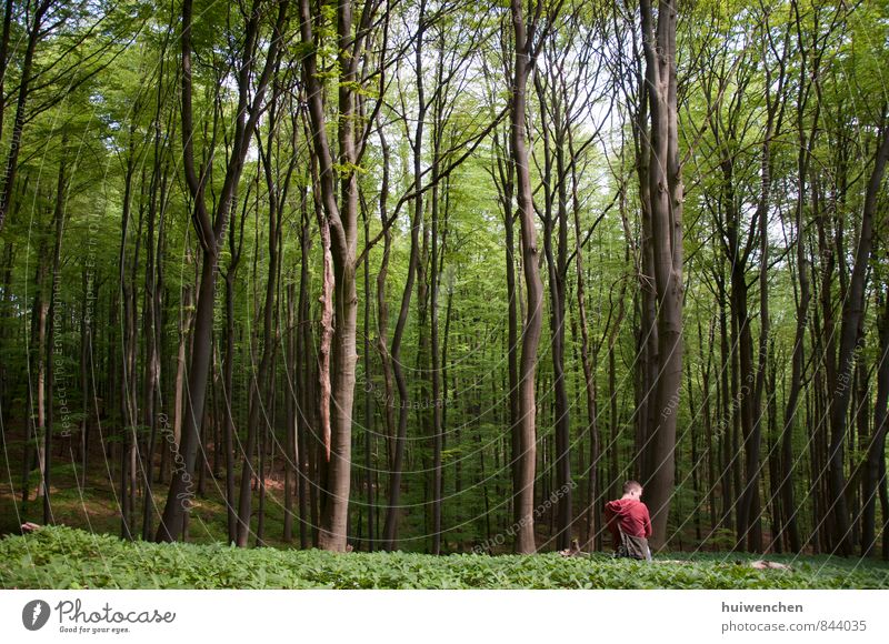 im Wald. maskulin Mann Erwachsene Rücken 1 Mensch Natur Landschaft Pflanze Frühling Urwald sitzen frei grün Erholung bequem Farbfoto Außenaufnahme Tag