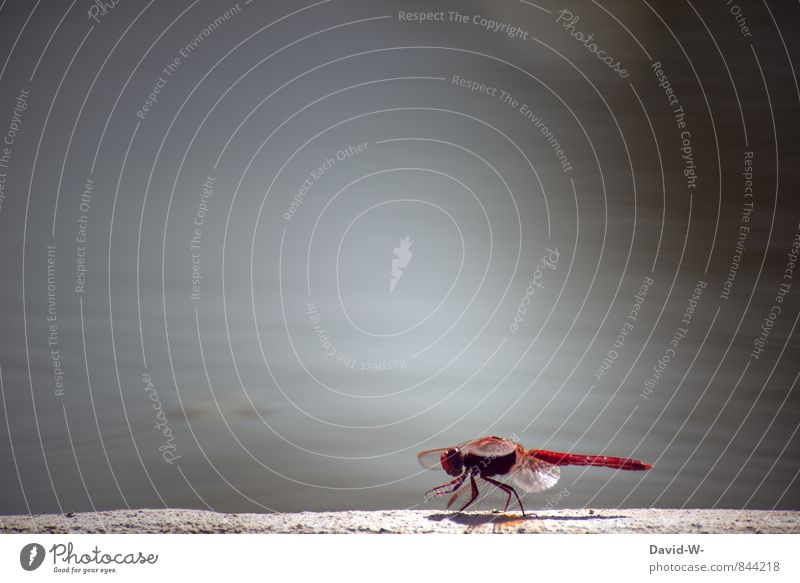 Entfaltungsmöglichkeiten | Red Dragonfly Künstler Skulptur Tänzer Umwelt Natur Tier Erde Wasser Wärme Küste Seeufer Oase Insekt Libelle Libellenflügel 1