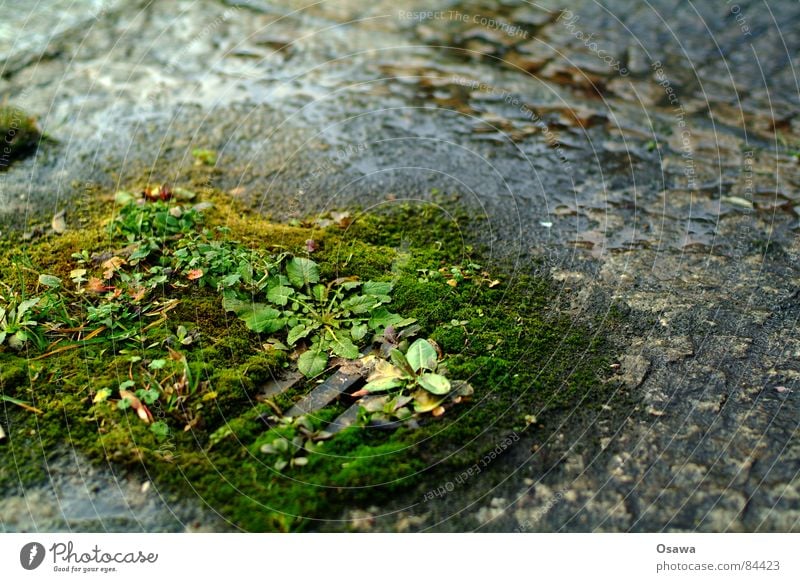 Feuchtbiotop Kiesbett Gully Pflanze grün feucht nass Gras Rinnstein Straßenbelag Regen Abfluss verfallen Entwässerung Dränage Entwässerungsanlage