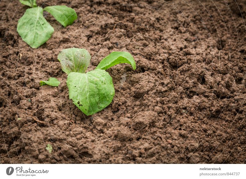 Neues Gemüse wächst im garten Salat Salatbeilage Natur Pflanze Sommer Gesundheit braun grün soil growing sprout growth green young new dirt farm agriculture