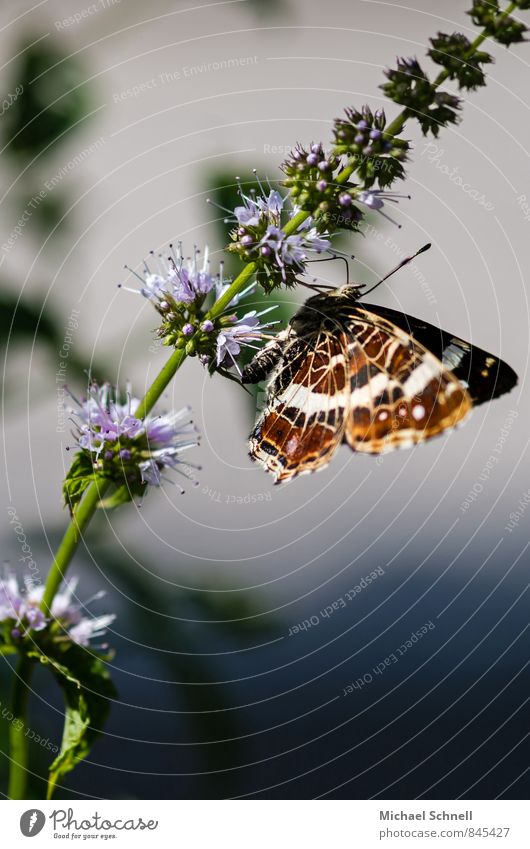 Schmetterlingssommer Tier Sommer 1 frisch schön natürlich Glück Zufriedenheit zart zerbrechlich Farbfoto Außenaufnahme Nahaufnahme