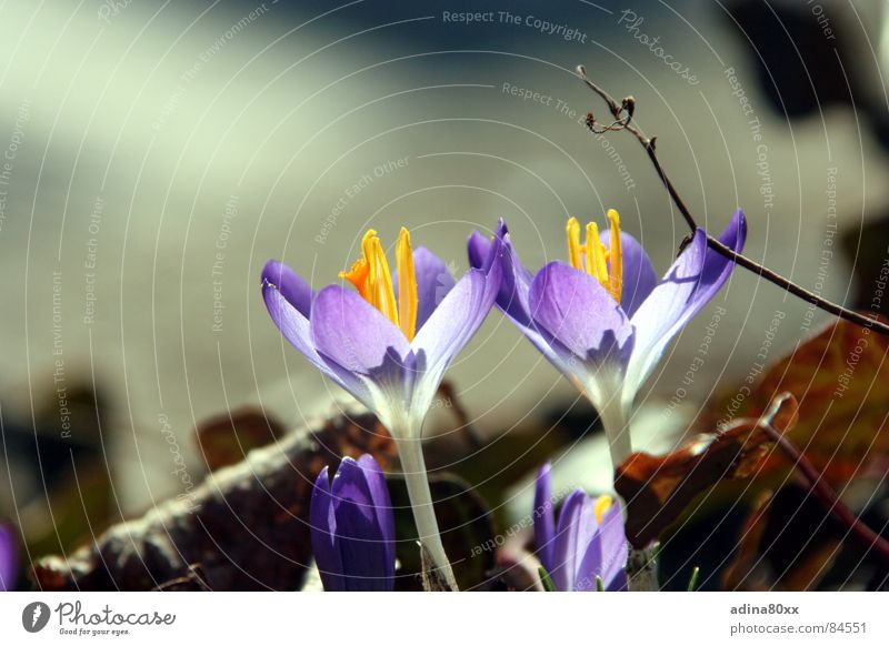 Erwachen Krokusse rein Blume Frühling frisch 2 Zusammensein schön zart Zärtlichkeiten violett Verbundenheit Teilung Natur Schönes Wetter makellos paarweise