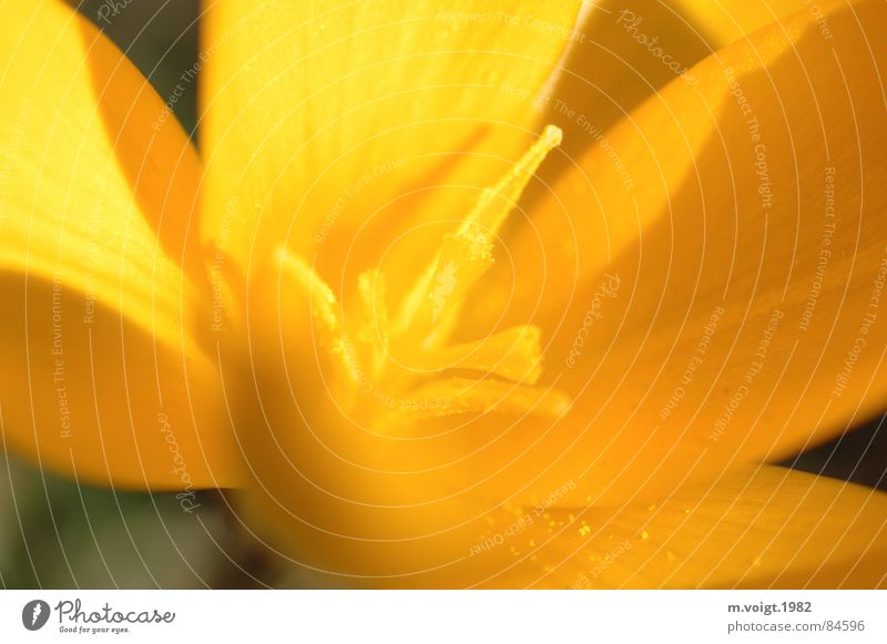 Gelb Farbfoto Nahaufnahme Detailaufnahme Makroaufnahme Starke Tiefenschärfe Pflanze Frühling Blume Blüte Krokusse Blütenstempel Blütenkelch Pollen Frühblüher