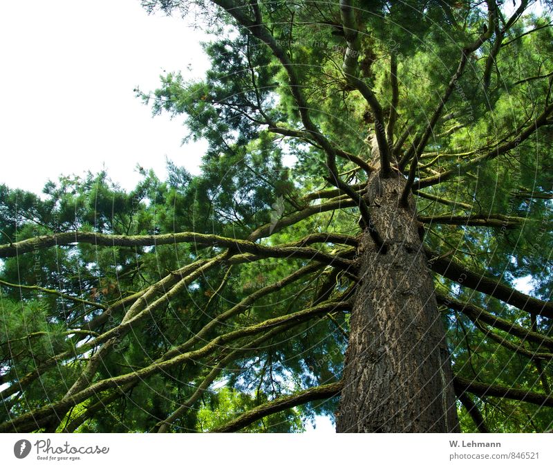 Ein Baum.Ein Geburtstagsbaum, liebe Frauke! Umwelt Natur Landschaft Tier Sommer Holz ästhetisch fest groß rund braun grün Gerresheim Düsseldorf Baumstamm
