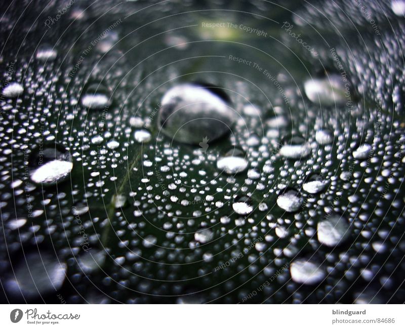 Little Big Wet grün nass frisch Licht glänzend nah Regen blitzen Gewitterregen groß klein Makroaufnahme liquide Wasser Nahaufnahme Tränen Reflexion & Spiegelung