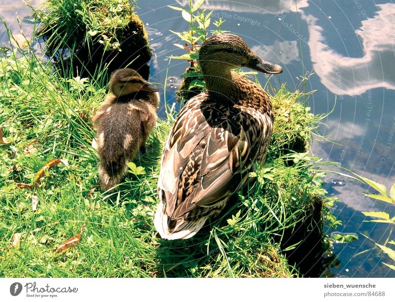 Sonnenbad Außenaufnahme Sommer Natur Landschaft Tier Wasser Gras Wiese See Fluss Vogel Zusammensein Schutz Geborgenheit Mutterglück Rasen Ente
