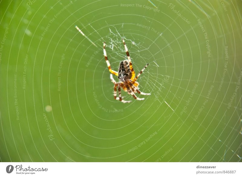 Spinne im Netz Natur Tier klein wild grün schwarz Angst Entsetzen Insekt Gefahr Falle Spinnentier Tierwelt Arthropode Raubtier Tarantel Bein Spinnennetz