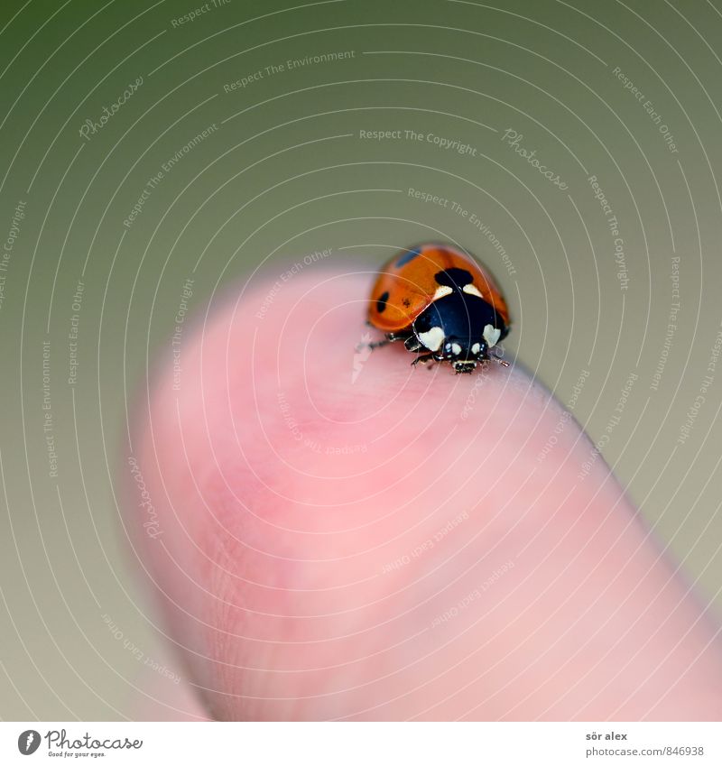 Fin­ger­spit­zen­ge­fühl Finger Käfer Insekt Marienkäfer 1 Tier Glück Intuition Glücksbringer Farbfoto Außenaufnahme Menschenleer Textfreiraum links