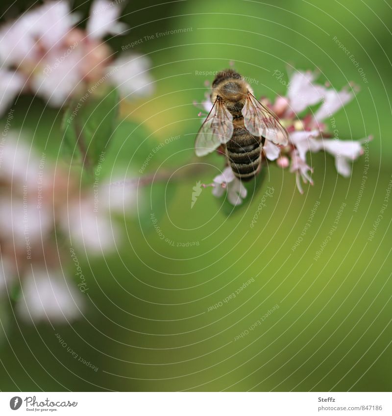 Sommerzeit Biene Bienenflügel Flügel leicht Leichtigkeit sommerlich Idylle Sommergefühl fleißige Biene Lebensfreude Nahrungssuche Duft hellgrün Juni Juli August