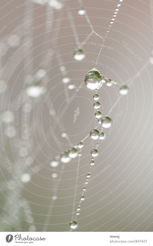 Nebeltag in Tropfenform an einem Spinnennetz Natur Wasser Wassertropfen Herbst schlechtes Wetter festhalten glänzend dünn authentisch einfach Ekel Flüssigkeit