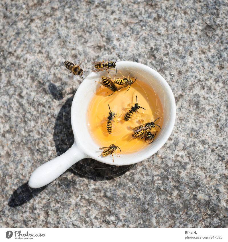 Berliner Wespen Insekt Schwarm fliegen Fressen gelb Appetit & Hunger Gier Honig ertrinken chaotisch Bürgersteig Granit Farbfoto Außenaufnahme Menschenleer Licht