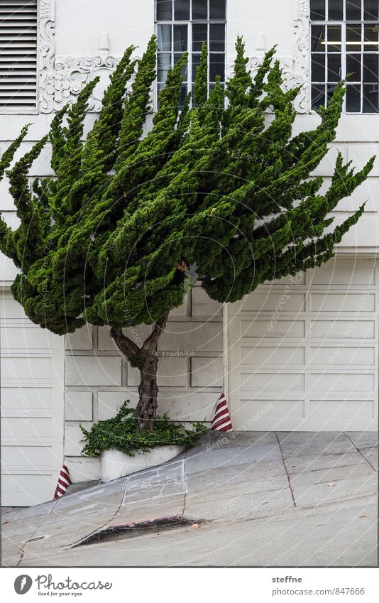 stürmische Zeiten Urelemente Baum San Francisco Stadtzentrum Fassade außergewöhnlich Wind Leidenschaft Farbfoto Außenaufnahme Menschenleer Textfreiraum unten