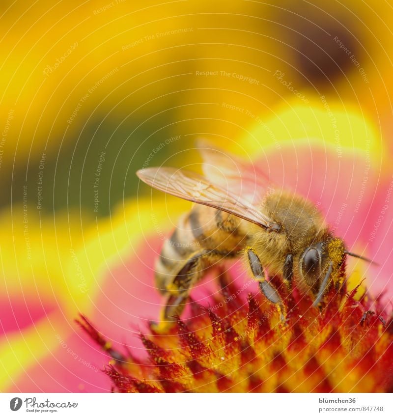 Schöner Arbeitsplatz... Blüte Roter Sonnenhut Tier Nutztier Wildtier Biene Honigbiene Insekt Blühend klein natürlich schön feminin Sammlung bestäuben Fressen