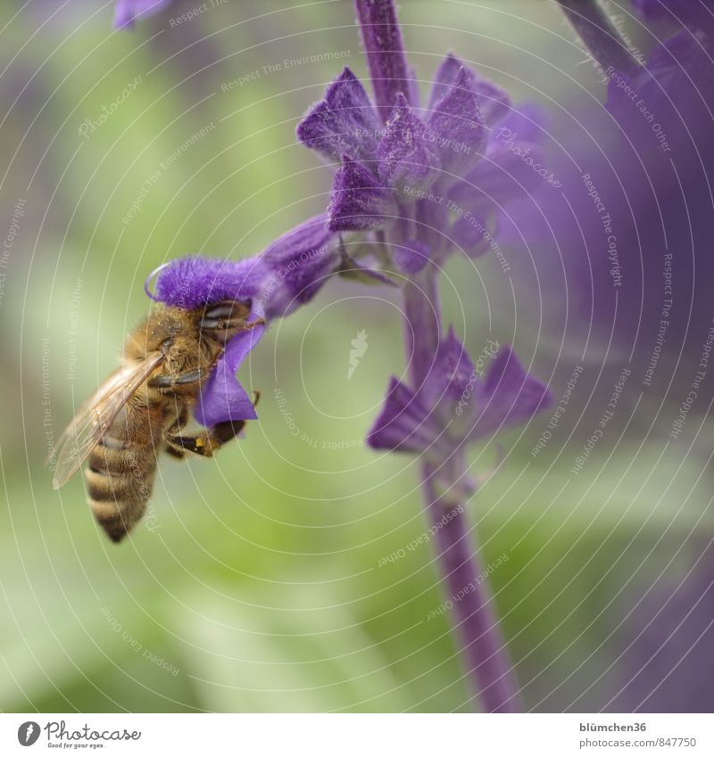 Docking-Station Tier Nutztier Wildtier Biene Honigbiene Insekt Flügel Fell schön klein natürlich feminin bestäuben Fressen tragen Blühend Blüte violett