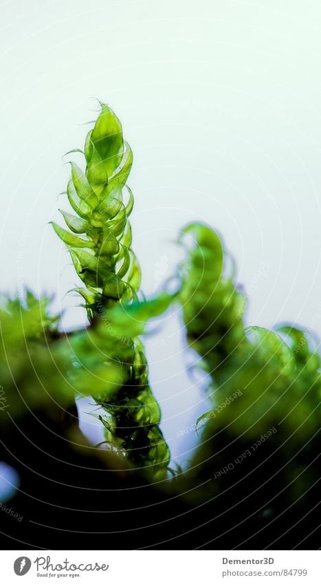 moos Pflanze außerirdisch grün Makroaufnahme Nahaufnahme transparent substance green light greens translucent substance foreigner green thumb semitransparent