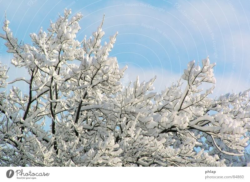 Ein Märchen aus alter Zeit wirklich Januar kalt Eis Umwelt frisch authentisch lichtvoll Winter schön Klima Schnee Natur Himmel Wetter natürlich