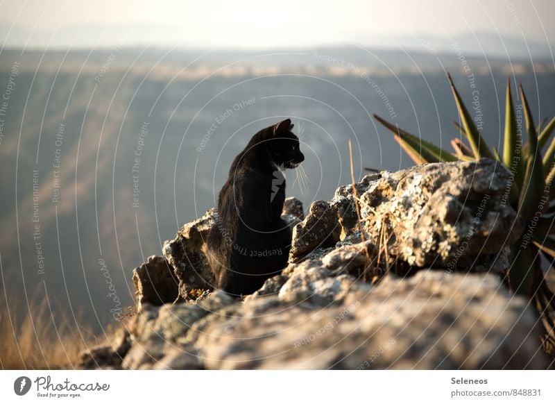 Relax Umwelt Natur Landschaft Horizont Schönes Wetter Pflanze Hügel Felsen Berge u. Gebirge Schlucht Südafrika Tier Haustier Katze 1 beobachten Erholung