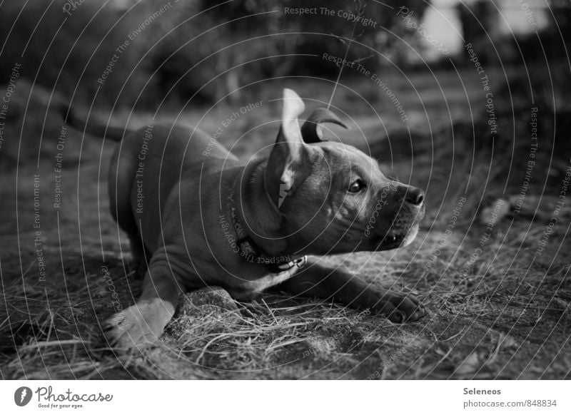 wirf Stöckchen Ausflug Abenteuer Wiese Tier Haustier Hund Tiergesicht 1 Tierjunges Spielen Tierliebe Schwarzweißfoto Tag Tierporträt
