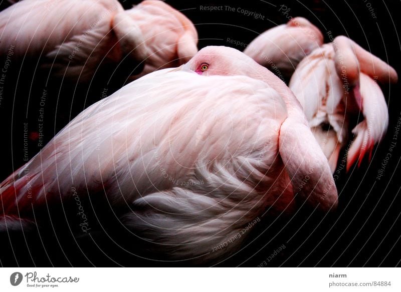 observing Flamingo Vogel Tier Zoo Gesellschaft (Soziologie) stehen beobachten Blick überwachen rosa rot Gelassenheit unerschütterlich Haufen staunen geduldig