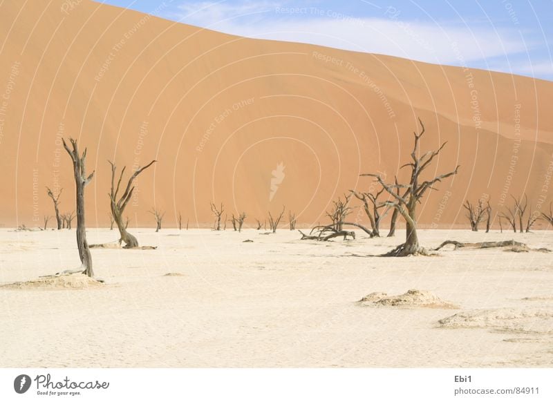 Namibische Wüste 1 Überlebenstraining Namibia Afrika Physik Dürre Sommer Ödland Wärme Ferien & Urlaub & Reisen