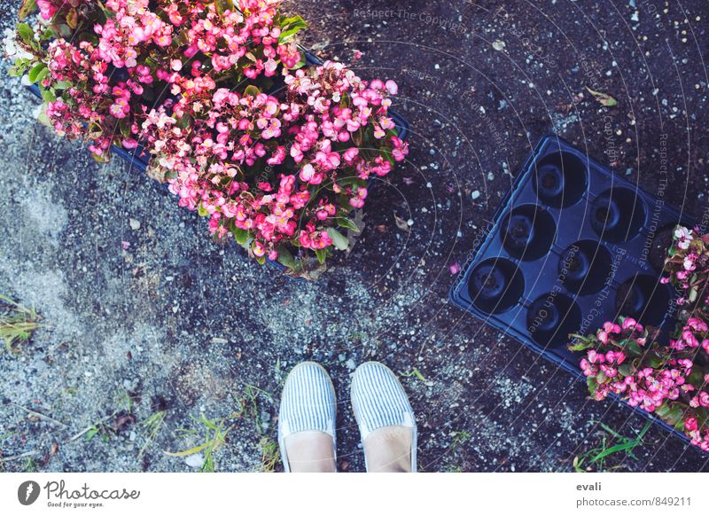 Blumengrüße Fuß 1 Mensch Pflanze Garten Park frisch rosa Schuhe Blumen pflanzen Blumen einsetzen Gartenarbeit Farbfoto Außenaufnahme Tag Vogelperspektive
