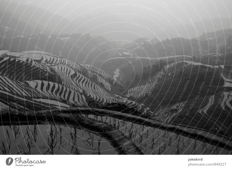 Reisterrassen Hügel Wachstum Terrassenfelder China Reisfeld Agrarprodukt Berge u. Gebirge Schwarzweißfoto Außenaufnahme Menschenleer Textfreiraum oben Tag