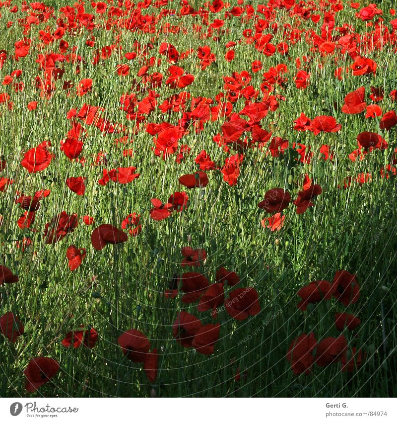 lotta poppies mehrere Klatschmohn rot grün mehrfarbig Blühend Blüte Bewegungsunschärfe Mohnfeld Schatten Sommer Natur Blumenwiese