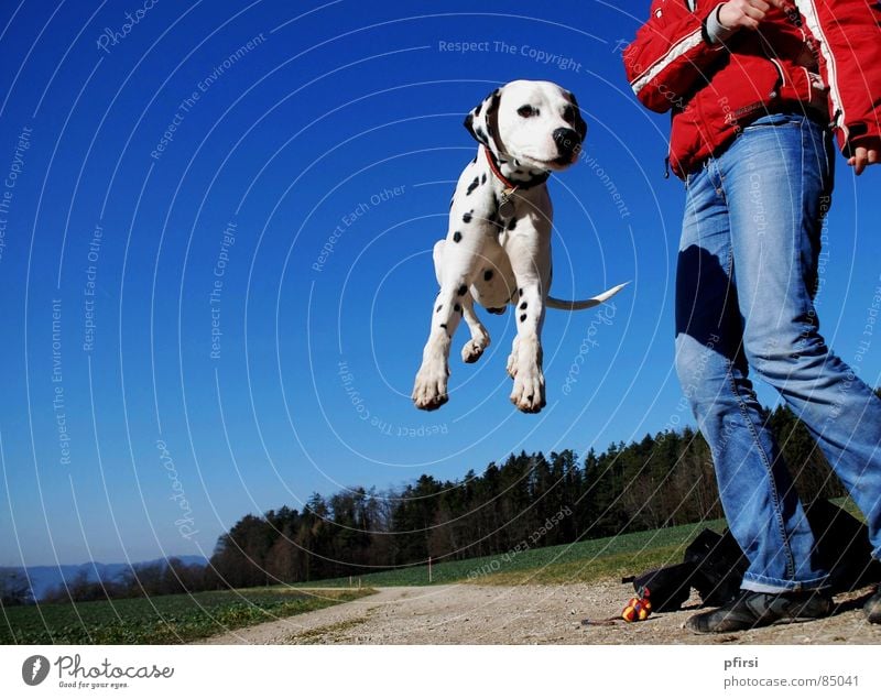 Frühlings-Freuden Dalmatiner Dalmatien Hund Haustier hüpfen springen Pfote Wald Spaziergang Lebensfreude Säugetier enzo dalmation dalmatian dog Punkt Himmel