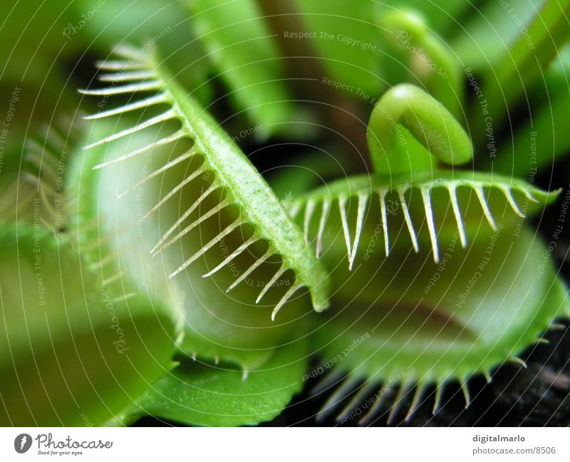 Venusfalle grün Pflanze Hinterhalt Fleischfressend Horrorladen