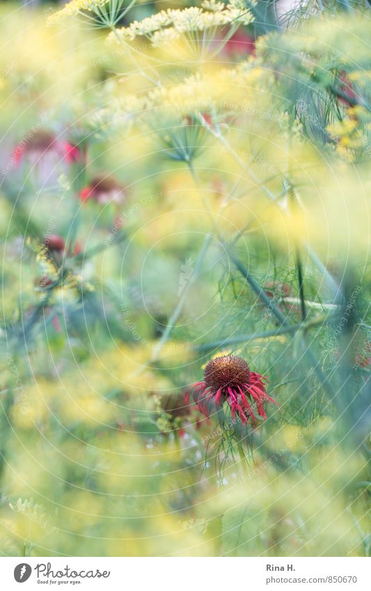 Monarda Sommer Schönes Wetter Pflanze Blume Garten Blühend gelb rot Indianernessel Fenchel Landleben Farbfoto Menschenleer Unschärfe Schwache Tiefenschärfe
