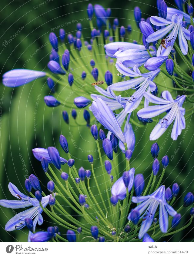 Animation Wellness harmonisch Sinnesorgane Natur Pflanze Sommer Blume Garten Wespen grün violett Farbfoto mehrfarbig Außenaufnahme Nahaufnahme Menschenleer