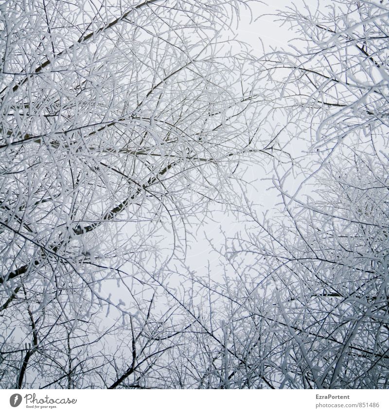 alles Zucker Umwelt Natur Landschaft Pflanze Luft Himmel Winter Klima Eis Frost Schnee Baum Wald Holz hell kalt schwarz weiß Ast Schneefall frieren Dezember