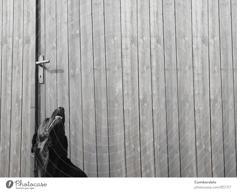 Lucky Hund Labrador schwarz dunkel Holz Holztür Griff Sehnsucht Holzbrett Hintergrundbild Säugetier Sommer Tür Einsamkeit Gebiss Balken Strukturen & Formen