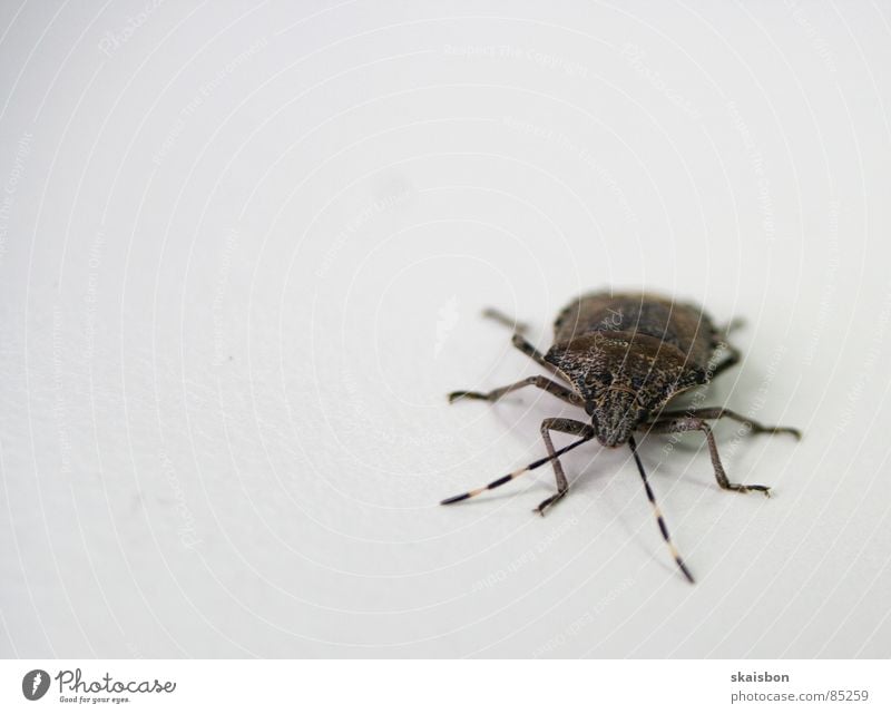 stinkekäfer Beine Tier Käfer Streifen klein nah Neugier Wut Ärger Schwäche nervig Wanze Halbflügler Überwachungsgerät Spitzel Insekt Fühler Schiffsbug