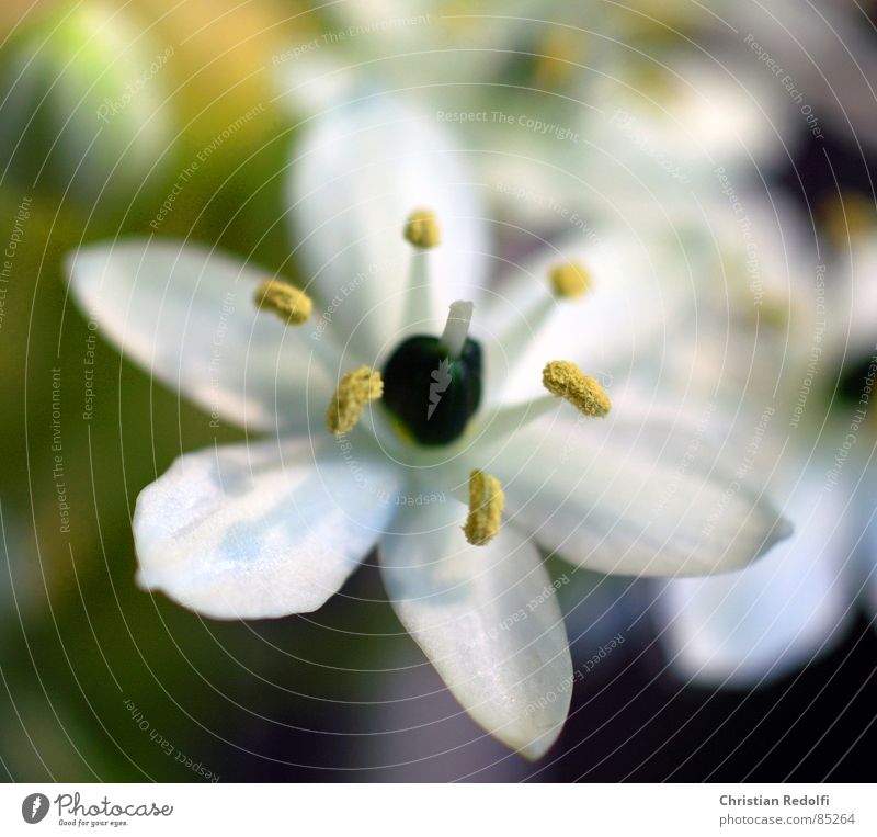 Ornithogalum arabicum (Milchstern) Zwitter Blüte Blütenblatt grün gelb Staubfäden Makroaufnahme Nahaufnahme Frühling Einhäusig Stempel Pollen schärfe-unschärfe