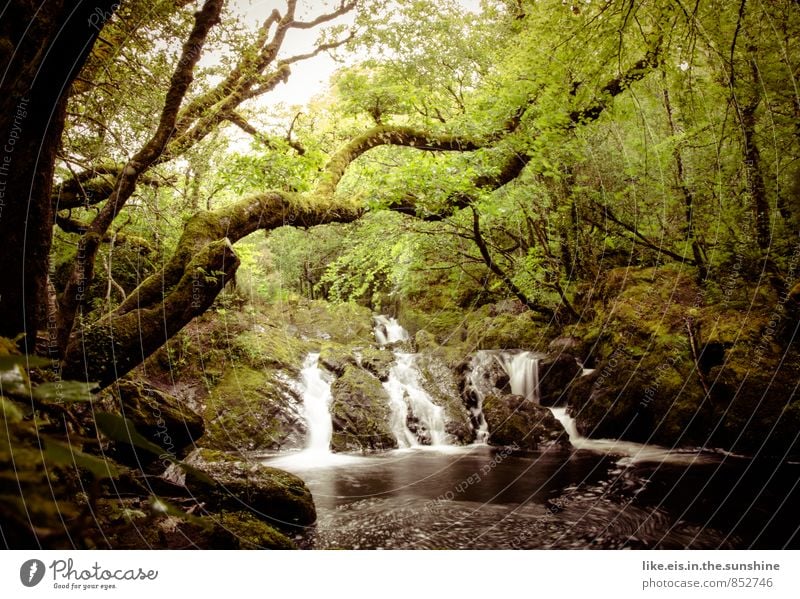 glück für alle sinne Sinnesorgane Erholung ruhig Meditation Ausflug Sommer Sommerurlaub Umwelt Natur Landschaft Pflanze Wasser Baum Grünpflanze Wald Urwald