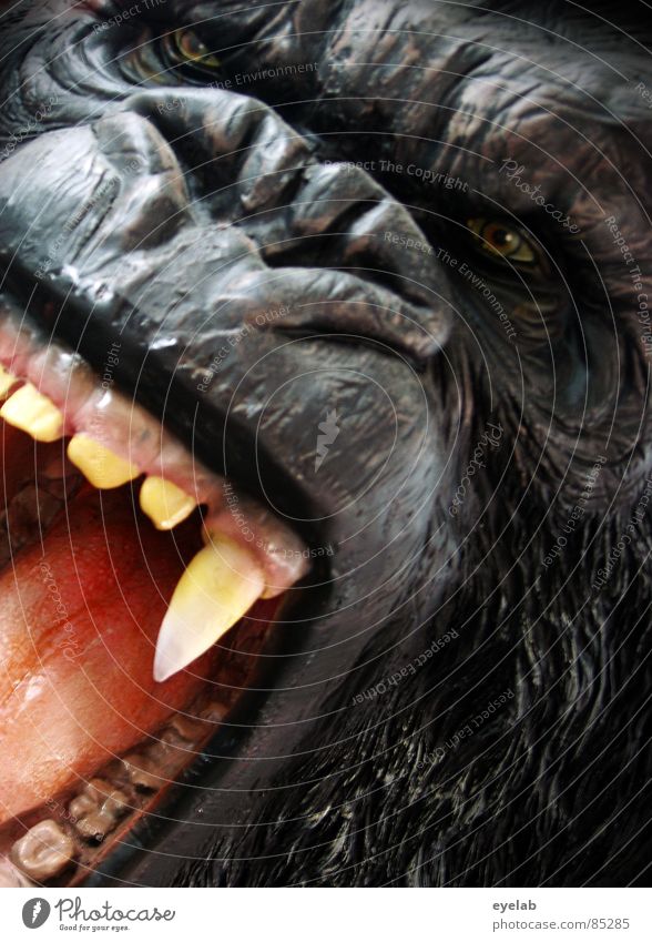 Tanztee Partner 1. Wahl Manege Wildpark Gorilla Rachen King Kong Affen Urwald Wildnis gefährlich Haustier schwarz Fell Afrika Zoo Zirkus Monster Landraubtier
