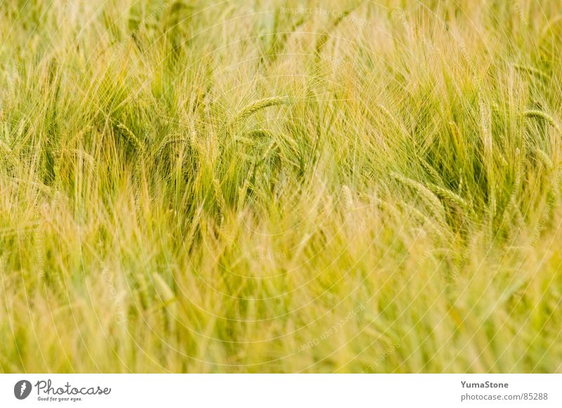 Wind tanzt durchs Gras Landwirtschaft Sommer Getreide Ernährung Ernte Natur Außenaufnahme