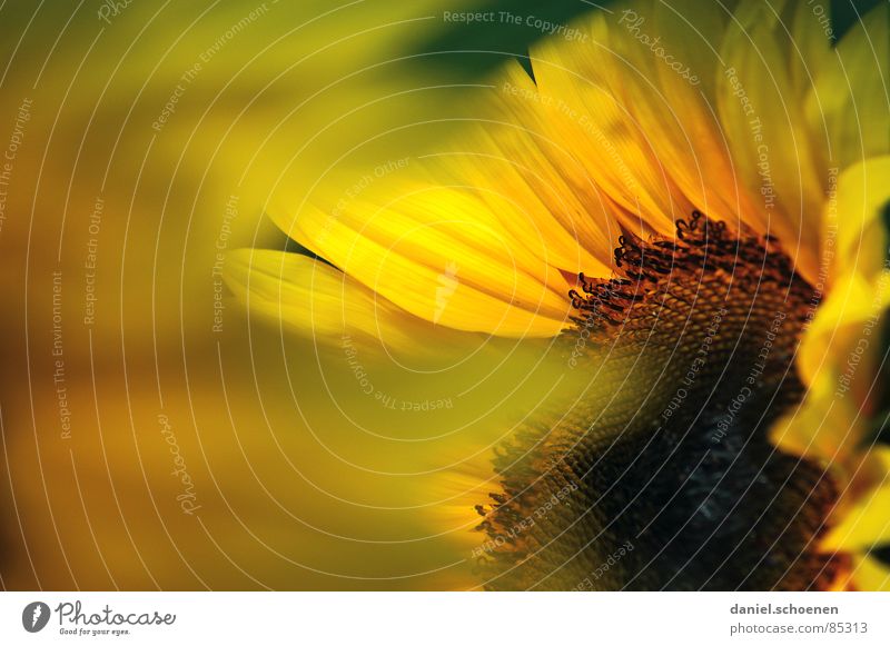 Sonnenblumendetail gelb Sommer Frühling ökologisch Blüte Pflanze Blütenblatt Biene Honig Tiefenschärfe abstrakt Makroaufnahme Blauer Himmel Wärme Natur
