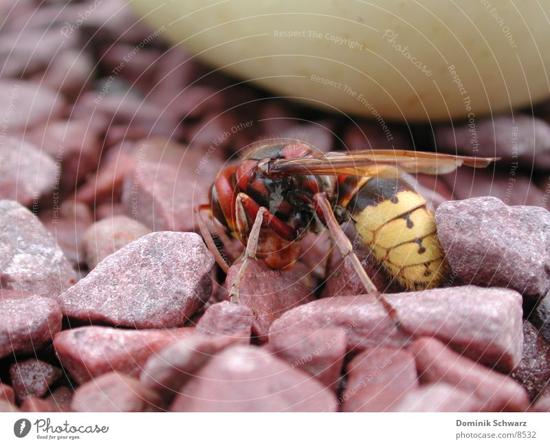 Königlich Biene Wespen Insekt Flugtier Honig Kieselsteine Stich