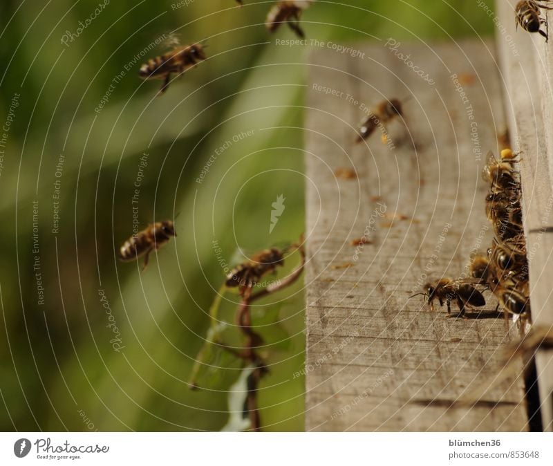 Am Bienenstock Tier Nutztier Wildtier Honigbiene Insekt Schwarm fliegen tragen ästhetisch klein schön Arbeit & Erwerbstätigkeit Tierliebe Tierlaute