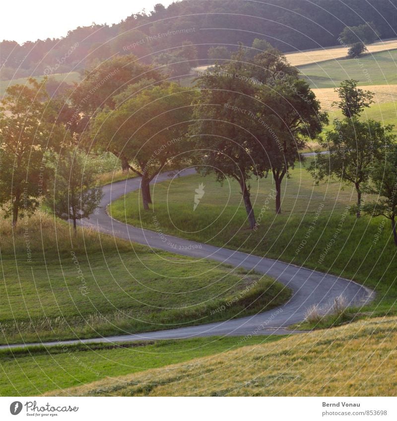 S Umwelt Landschaft Pflanze Baum Gras Wiese Feld Wald gelb grau grün Asphalt Kurve Straße geschwungen schwungvoll Sonnenlicht aufwärts Hügel Sommer schön
