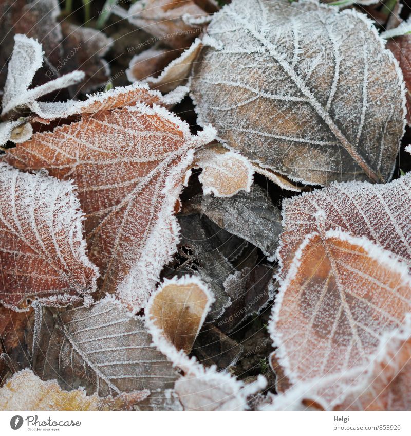kalt... Umwelt Natur Pflanze Winter Eis Frost Blatt Park frieren liegen dehydrieren authentisch außergewöhnlich natürlich braun weiß Stimmung ruhig ästhetisch