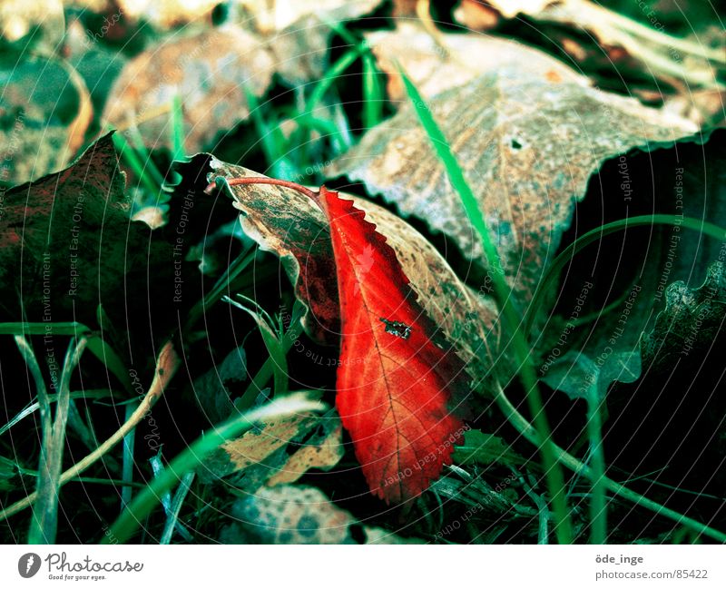 individualist Kompost Blatt Wiese Gras grün rot Halm Pflanze Umwelt grau Herbst welk schön Rebell Rascheln Haufen Grünfläche Pflanzenteile Wildpflanze