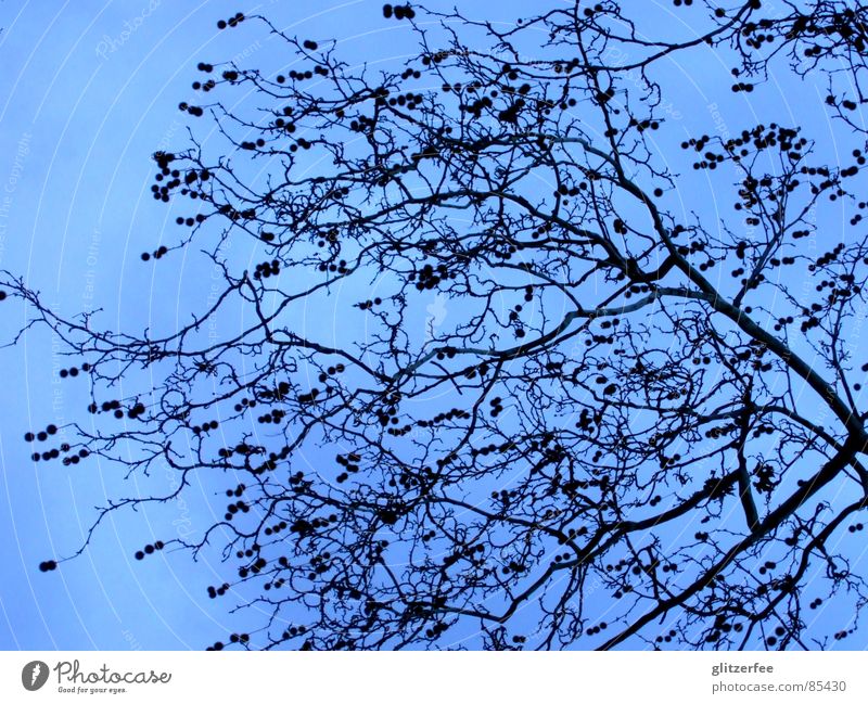 heaven in the sky Baum Frühling Winter Himmel Fee Ast karg ruhig blau
