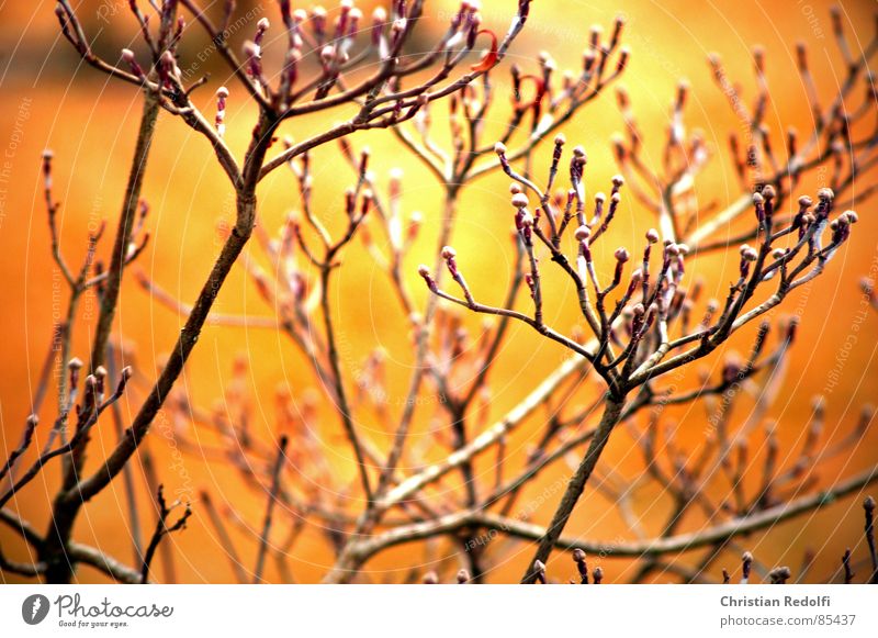 Cornus florida Hartriegel Blattknospe Blütenknospen Herbst gelb orange streben aufstrebend herbstlich verzweigt ruhig Ast Geäst Zweig Sträucher Pflanze Farbe