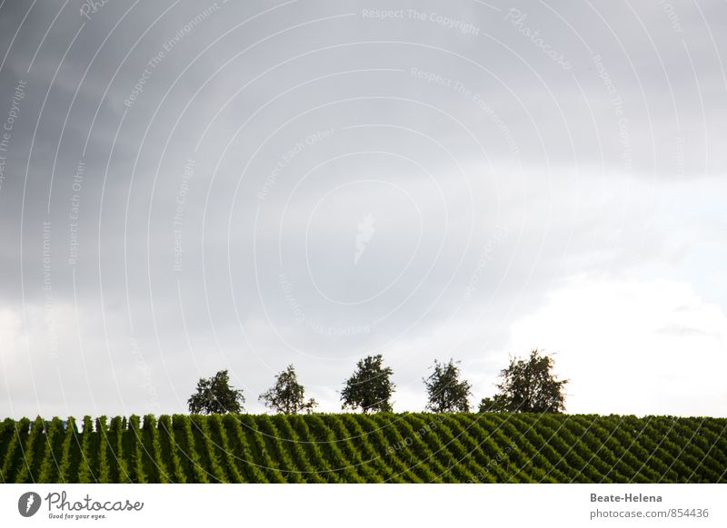 Da reift der Grauburgunder Wein Natur Landschaft Himmel Wolken Gewitterwolken Herbst schlechtes Wetter Regen Pflanze Baum Weinberg Hügel Bodensee Wachstum