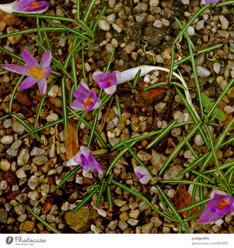 Frühling Krokusse Blume Frühblüher Kieselsteine Wachstum violett grün Blüte Vogelperspektive zart sprießen Stein Mineralien Schwertliliengewächse crocus Natur
