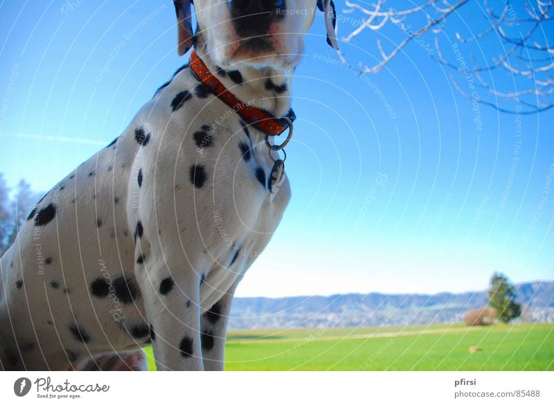 Punkte-Frühling Dalmatiner grün Horizont Hund Spaziergang Wiese Grünfläche Löwenzahn Aussicht Gras Säugetier dog chien Sonne enzo Gassi gehen Perspektive