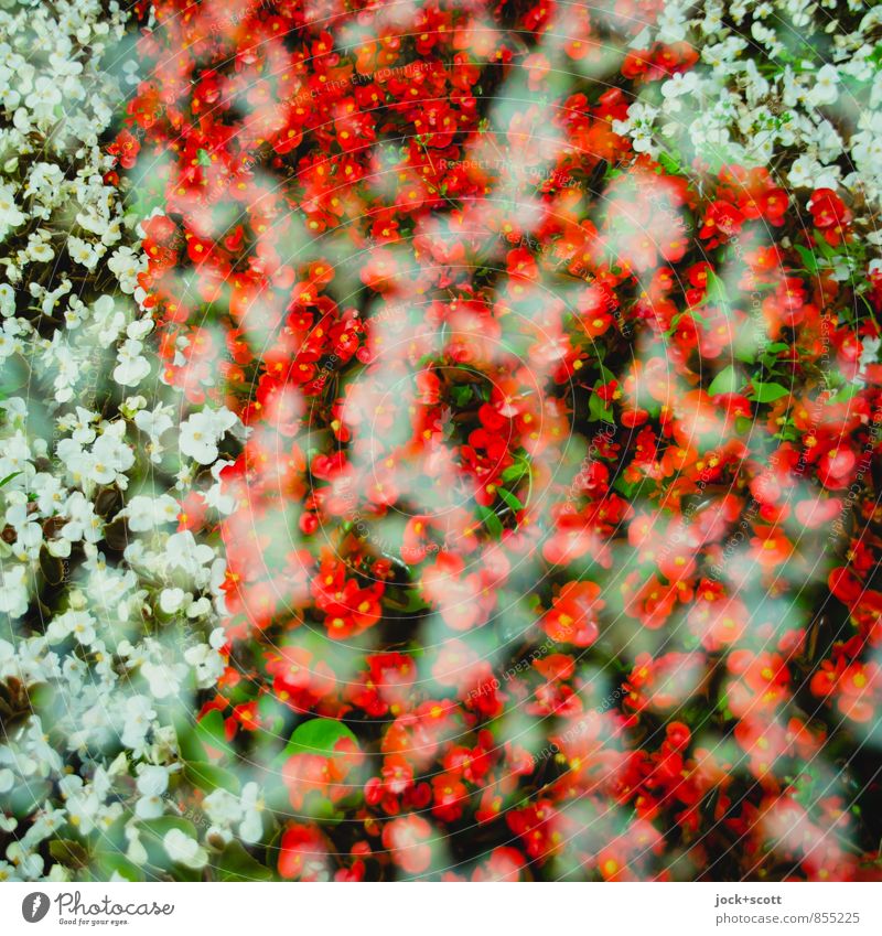 querbeet floral Gartenbau Sommer Blume Park Dekoration & Verzierung Natur Wachstum Doppelbelichtung Blumenbeet Reaktionen u. Effekte Detailaufnahme abstrakt